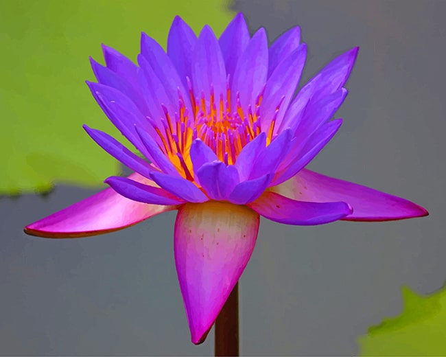 Beautiful Purple Lotus Paint by numbers