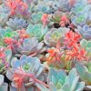 Succulent Plant Paint by numbers