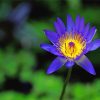 Blue Yellow Lotus Flower Paint by numbers