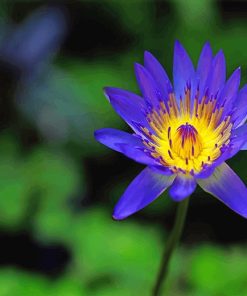 Blue Yellow Lotus Flower Paint by numbers