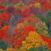 Colorful Trees Paint by numbers