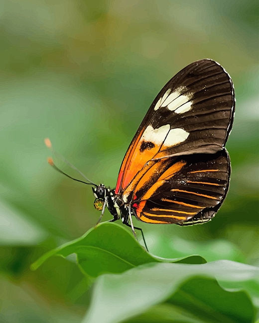 Heliconius Butterfly Paint by numbers