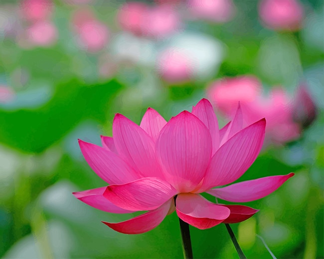 Pinky Lotus Flower Paint by numbers