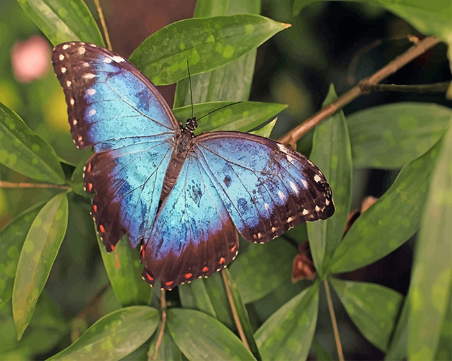 Blue Butterfly adult paint by numbers
