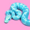 Blue Snake adult paint by numbers