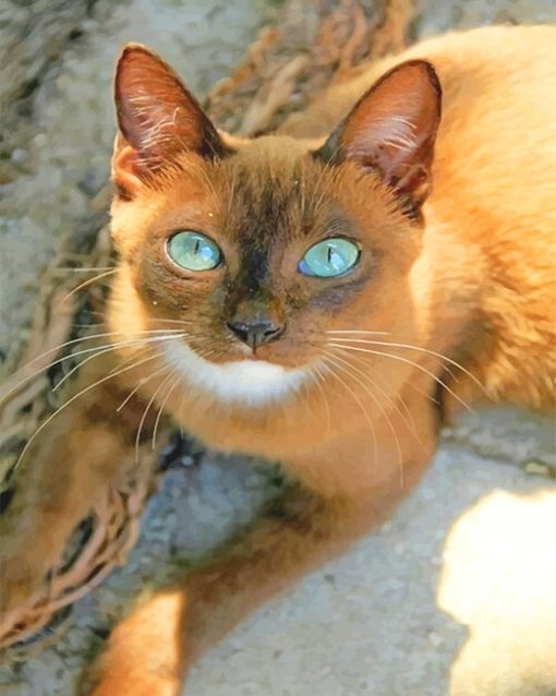 Cat with blue eyes adult paint by numbers