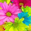 Colorful Flowers Paint by numbers