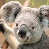 Koala Paint by number