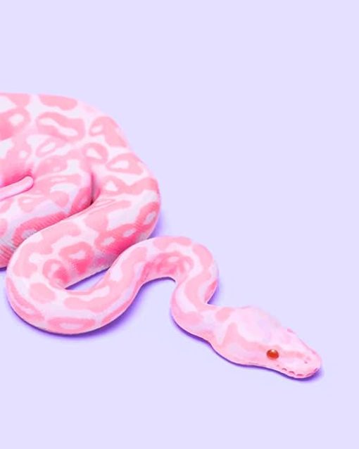 Pink Snake adult paint by numbers
