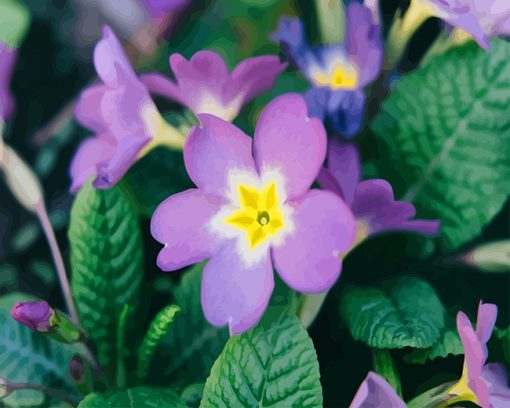 Purple Primrose flower adult paint by number