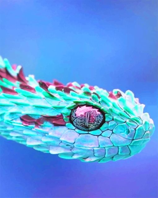 Rainbow African bush viper adult paint by numbers