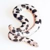 Snake with polka dots adult paint by numbers