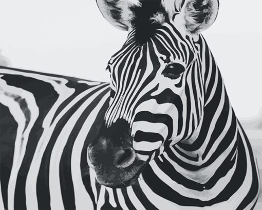 Zebra Black and White adult paint by number