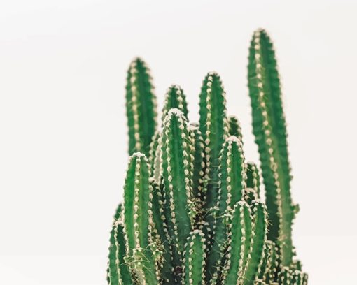 Beautiful Cactus Plant paint by number