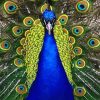 Blue Golden Peacock Bird NEW paint by number