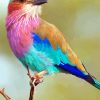 Lilac-breasted Roller paint by number