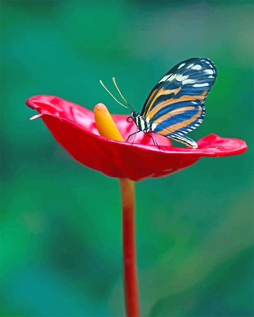 Red Flower Butterfly paint by number