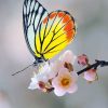 Soft Yellow Butterfly paint by number