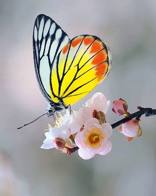 Soft Yellow Butterfly paint by number