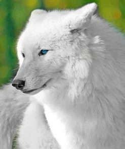 White Cute Wolf Paint By Numbers