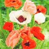 Poppy Colorful Flowers paint By Numbers