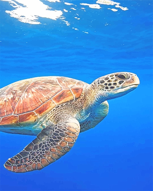Sea Turtle Paint By numbers