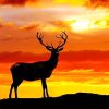 Deer Sunset Silhouette Paint By Numbers