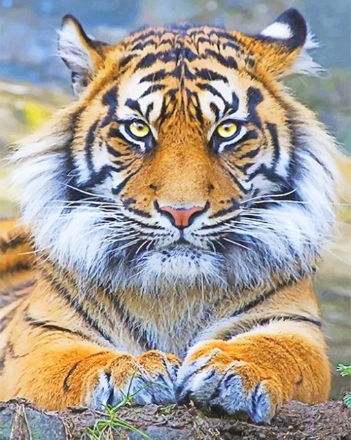 Beautiful tiger eyes adult paint by numbers