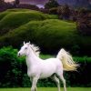 Beautiful White Horse paint by number