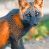 Black And Orange Fox adult paint by numbers