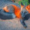 Black fire fox adult paint by numbers
