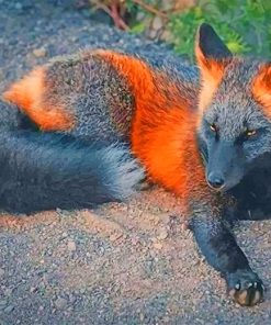 Black fire fox adult paint by numbers