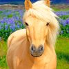 Blonde horse adult paint by numbers