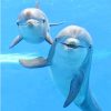 Cute dolphins adult paint by numbers