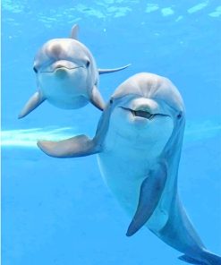 Cute dolphins adult paint by numbers