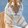 Female Golden Tiger adult paint by numbers