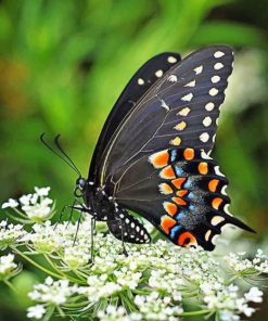 Female Black Swallowtail Butterfly paint by numbers