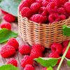Fresh raspberry fruit adult paint by number
