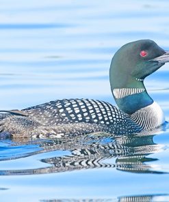Loon Bird adult paint by numbers