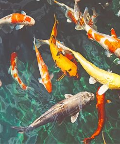 Orange and White Koi adult paint by numbers