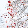 Red flowers snow adult paint by numbers