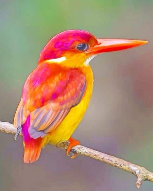 Rufous Backed Kingfisher adult paint by numbers