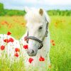 White Horse Flowers Field paint by number