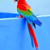 beautiful parrot adult paint by numbers