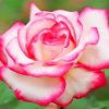 Beautiful White Pink Rose Paint by Numbers