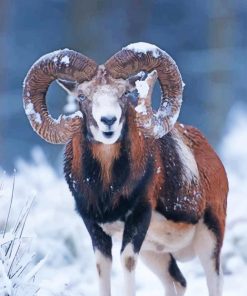 Big Horned Sheep In Snow paint by number