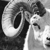 Big Horned White Sheep Black And White paint by number