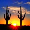 cactus sunrise adult paint by numbers