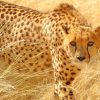 Cheetah Wild Cat Paint By Numbers