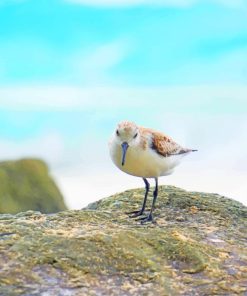 Cute Sandpiper Paint by Numbers